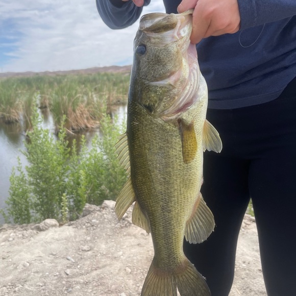 meet the posher - Picture 2 of 5